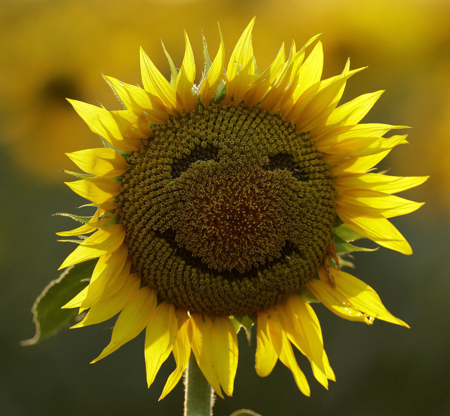 Sunflower Fair